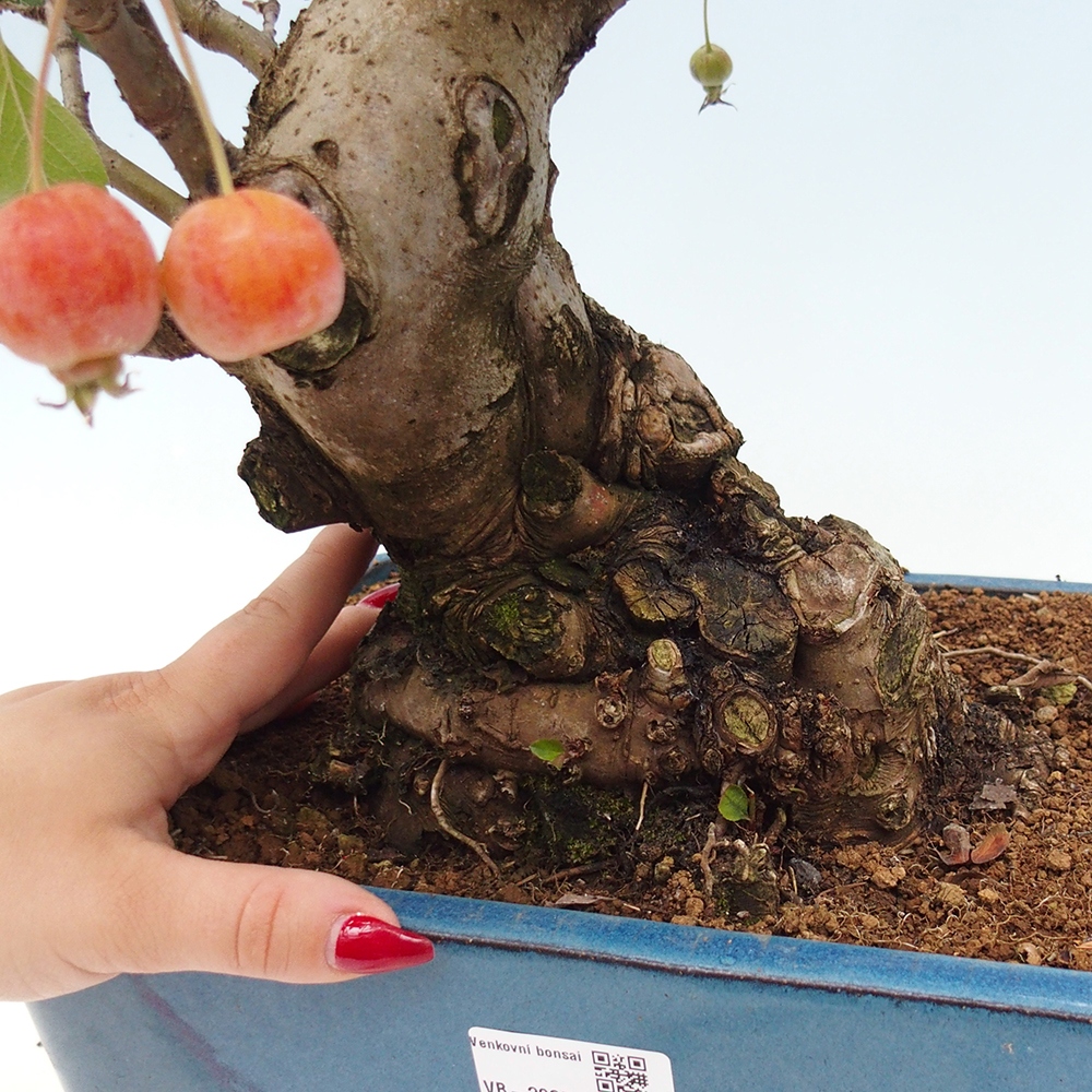 Venkovní bonsai -Malus halliana - Maloplodá jabloň