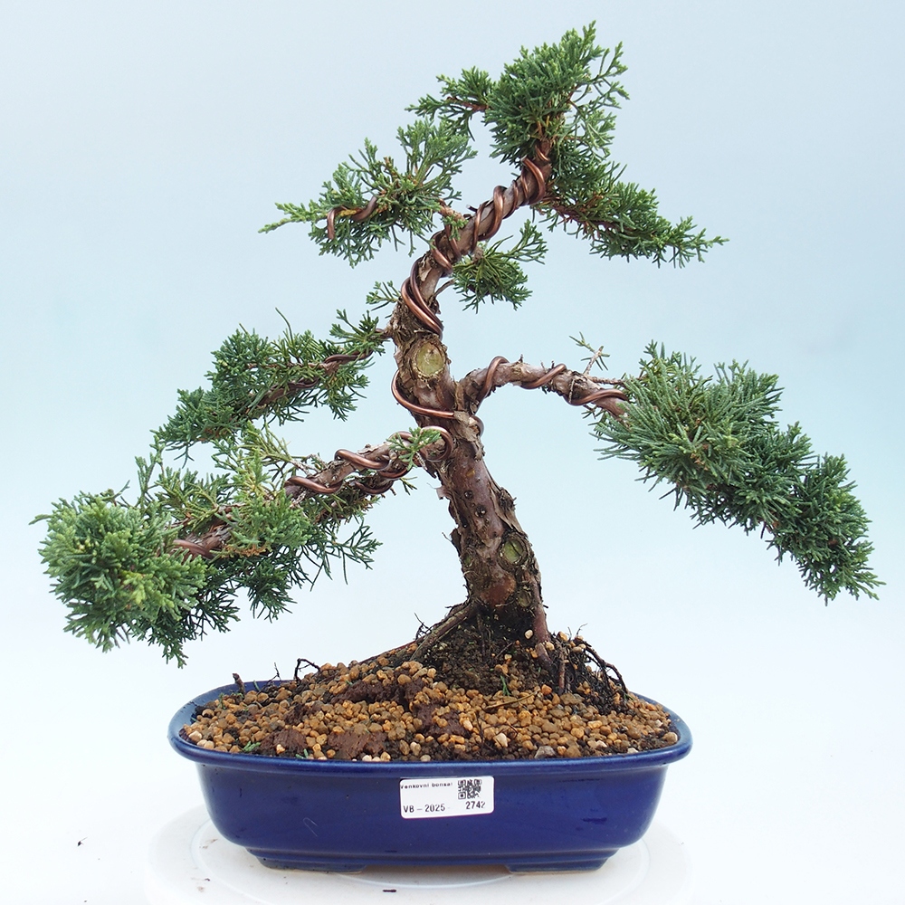 Venkovní bonsai - Juniperus chinensis Kishu -Jalovec čínský