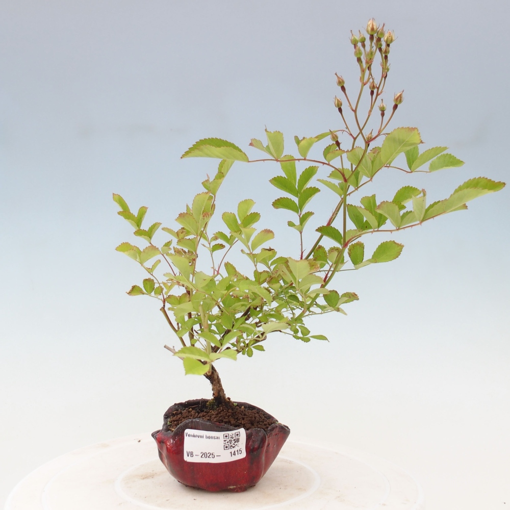 Venkovní bonsai - Rosa sp. - malokvětá růže
