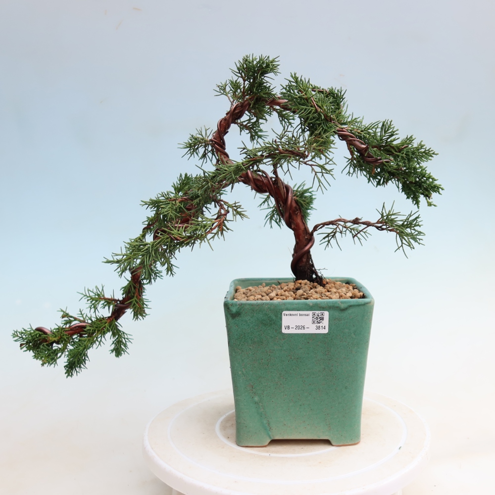 Venkovní bonsai - Juniperus chinensis Kishu -Jalovec čínský