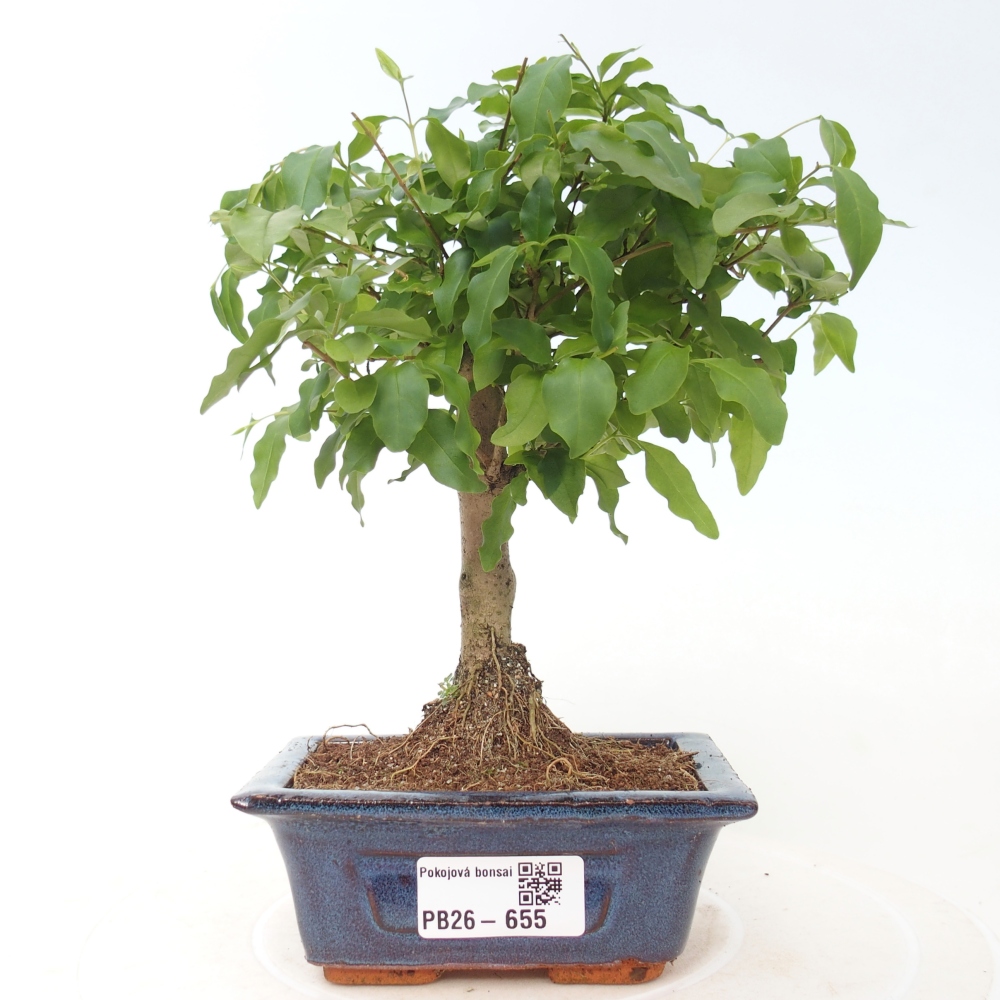Pokojová bonsai -Ligustrum chinensis - Ptačí zob