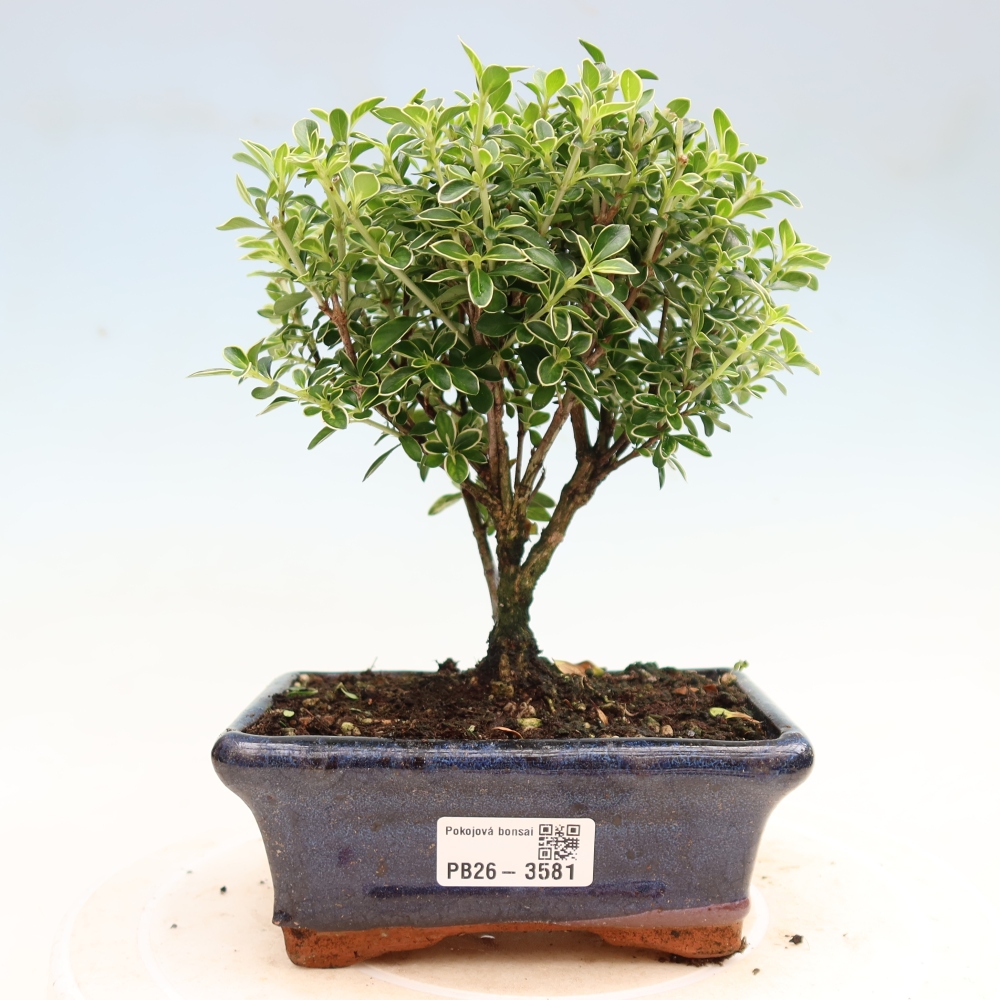 Pokojová bonsai - Serissa foetida Variegata - Strom tisíce hvězd