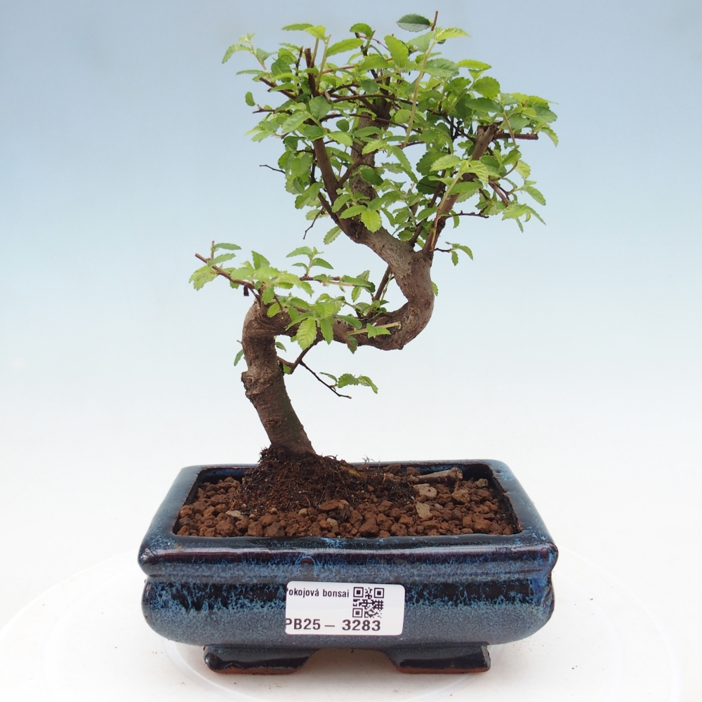 Pokojová bonsai - Ulmus parvifolia - Malolistý jilm