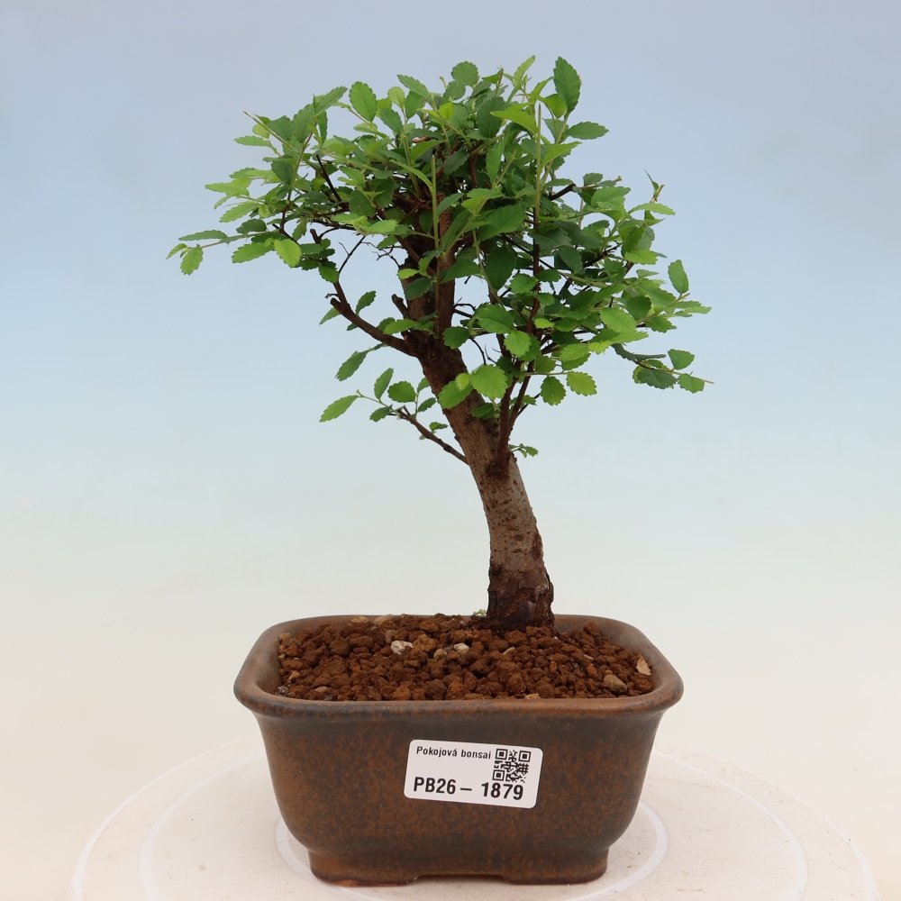 Pokojová bonsai - Ulmus parvifolia - Malolistý jilm