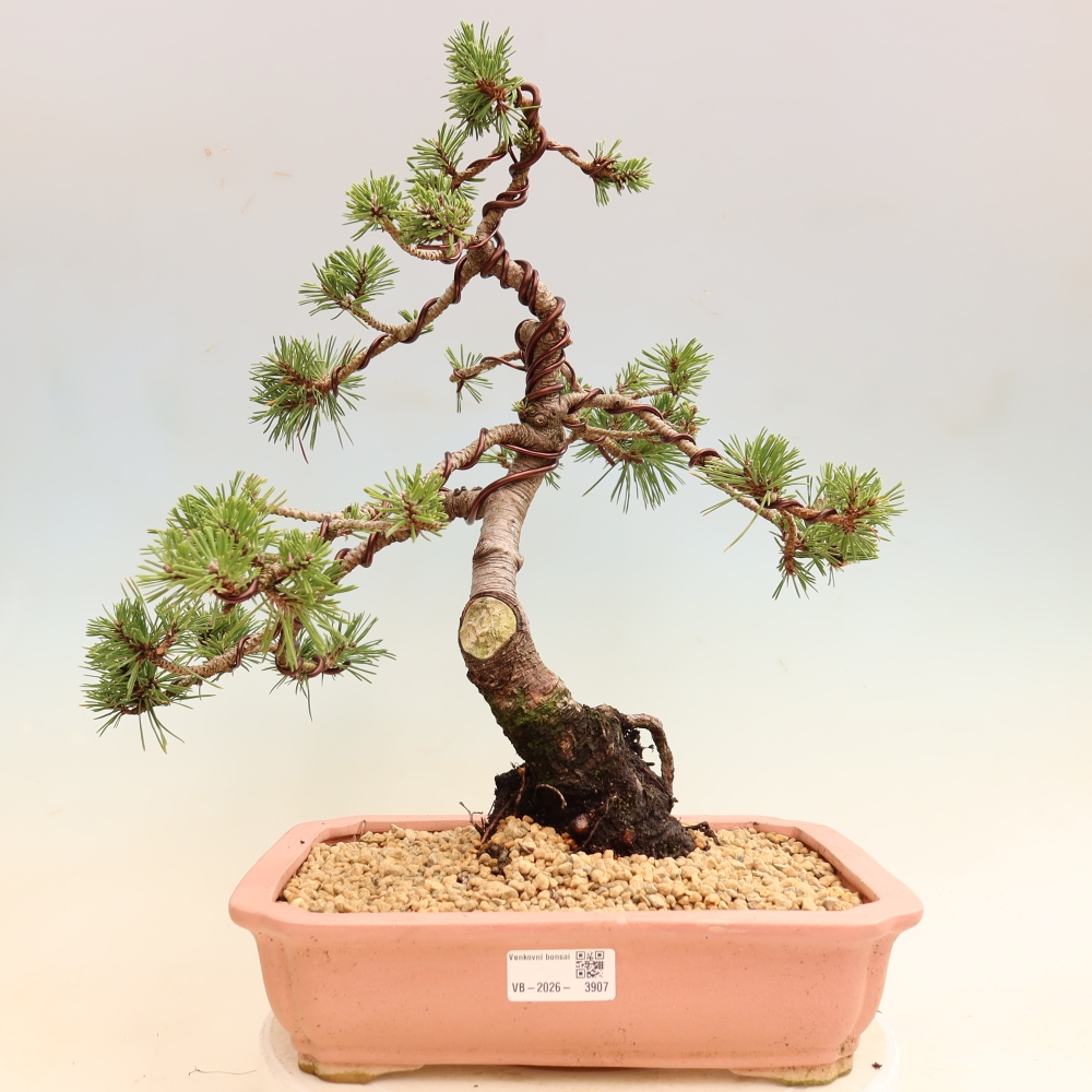 Venkovní bonsai - Pinus mugo Humpy  - Borovice kleč