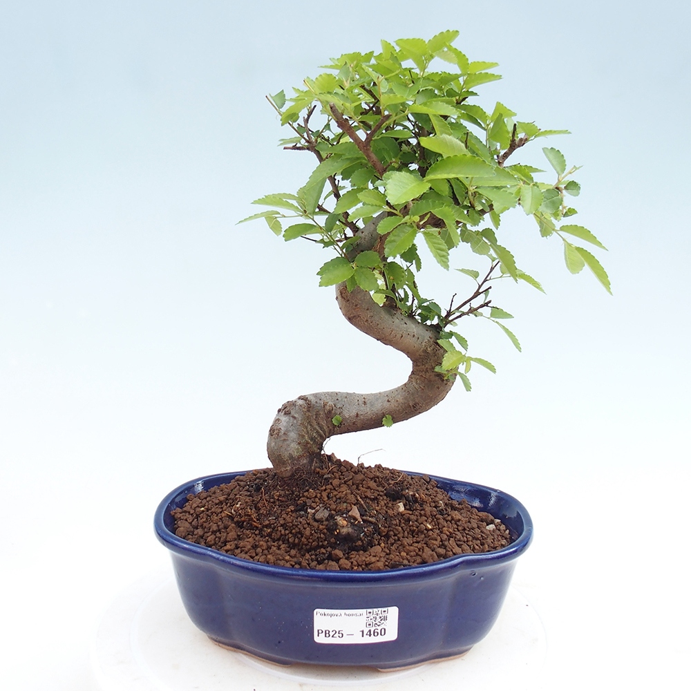 Pokojová bonsai - Ulmus parvifolia - Malolistý jilm
