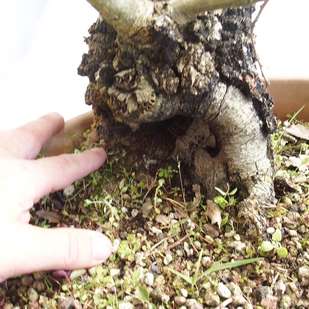 Venkovní bonsai Quercus Cerris - Dub Cer