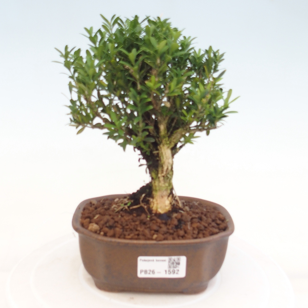 Pokojová bonsai - Buxus harlandii -korkový buxus