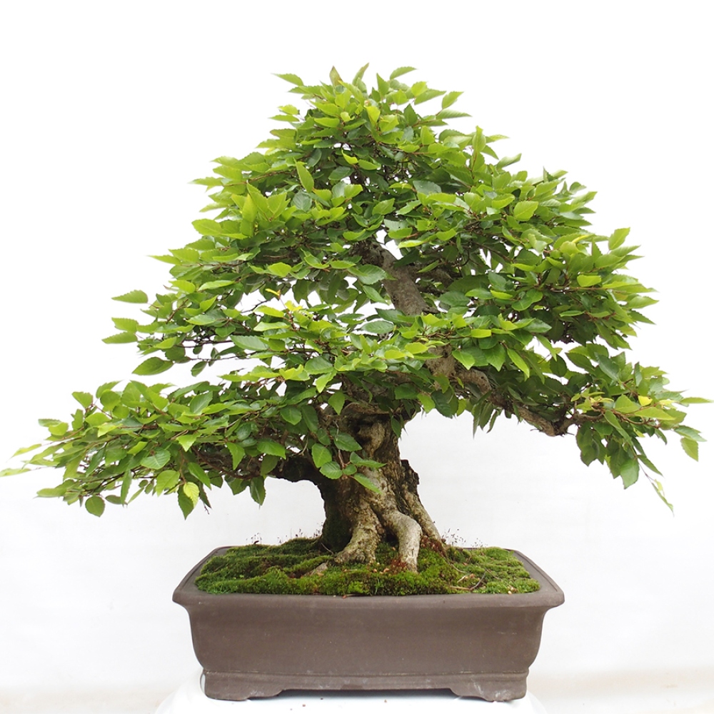 Venkovní bonsai -Carpinus CARPINOIDES - Habr korejský