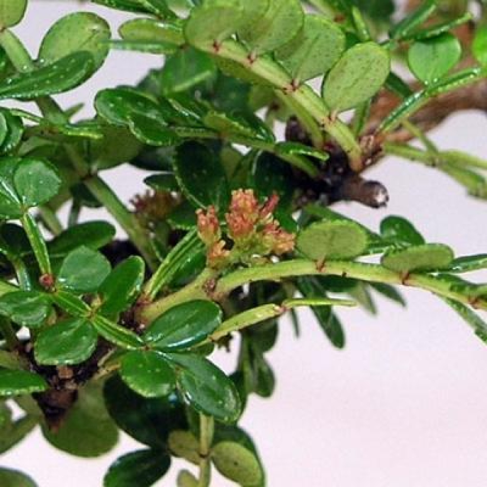 Kokedama s podmiskou - Zantoxylum piperitum - pepřovník