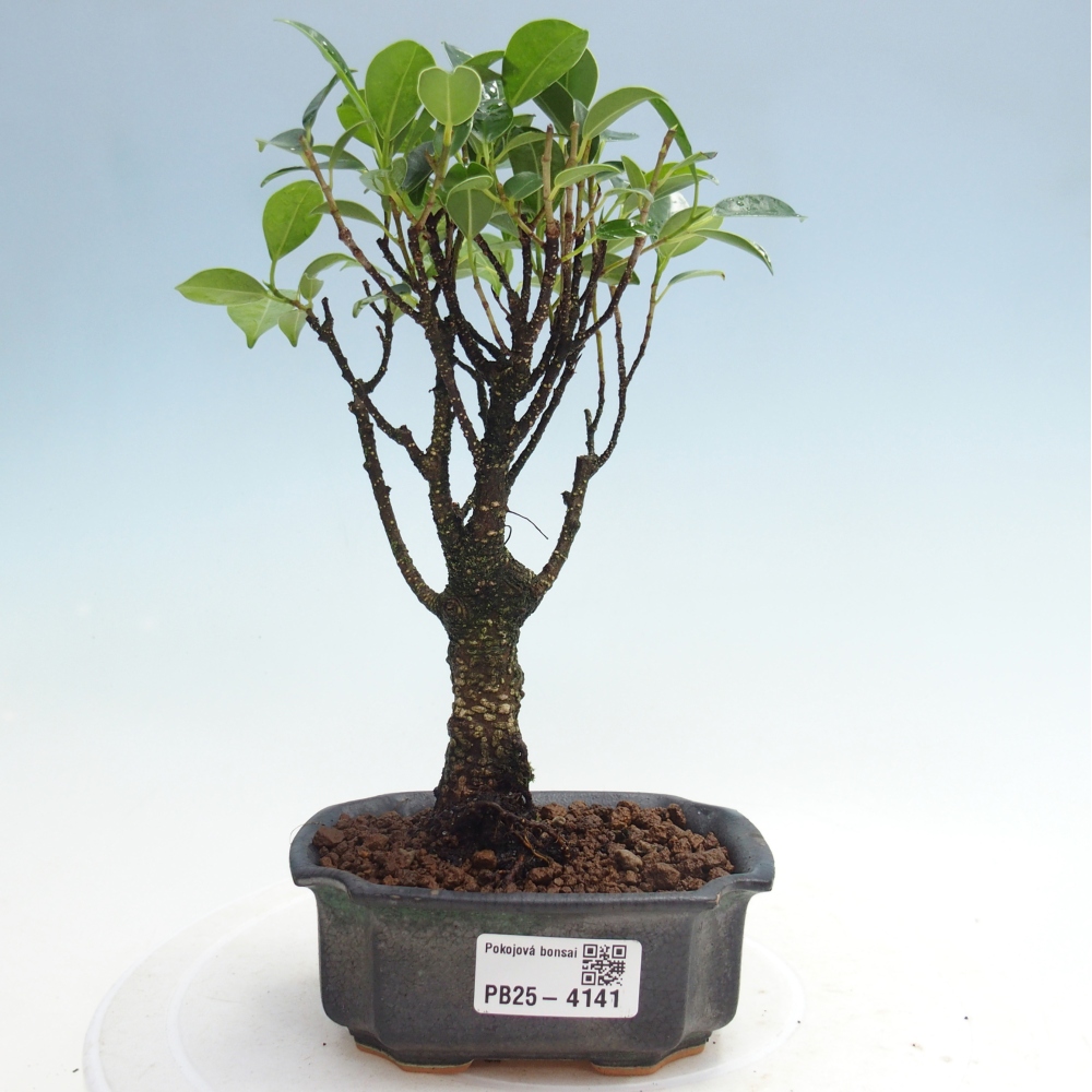 Pokojová bonsai Ficus retusa kimmen