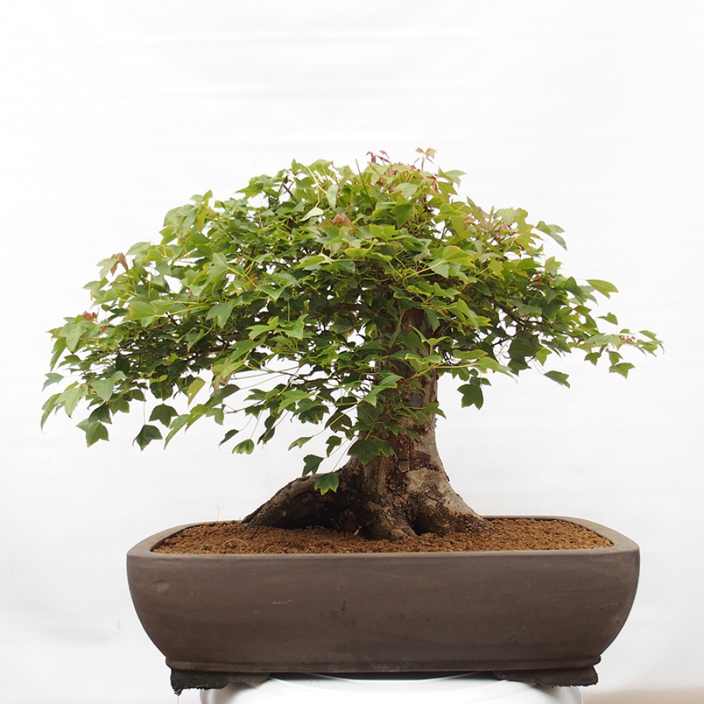 Venkovní bonsai - Acer Buergerianum - Javor Burgerův
