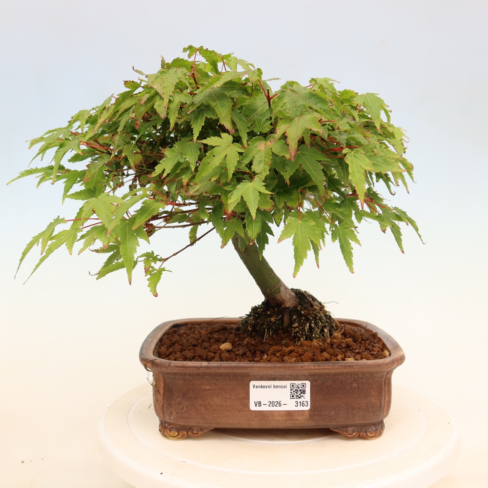 Acer palmatum KIOHIME - Javor dlanitolistý