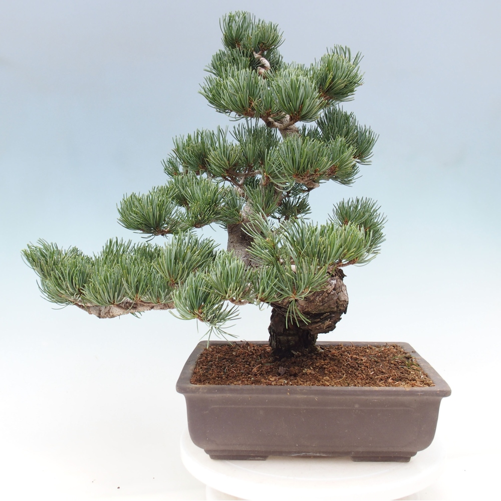 Venkovní bonsai - Pinus parviflora - Borovice drobnokvětá