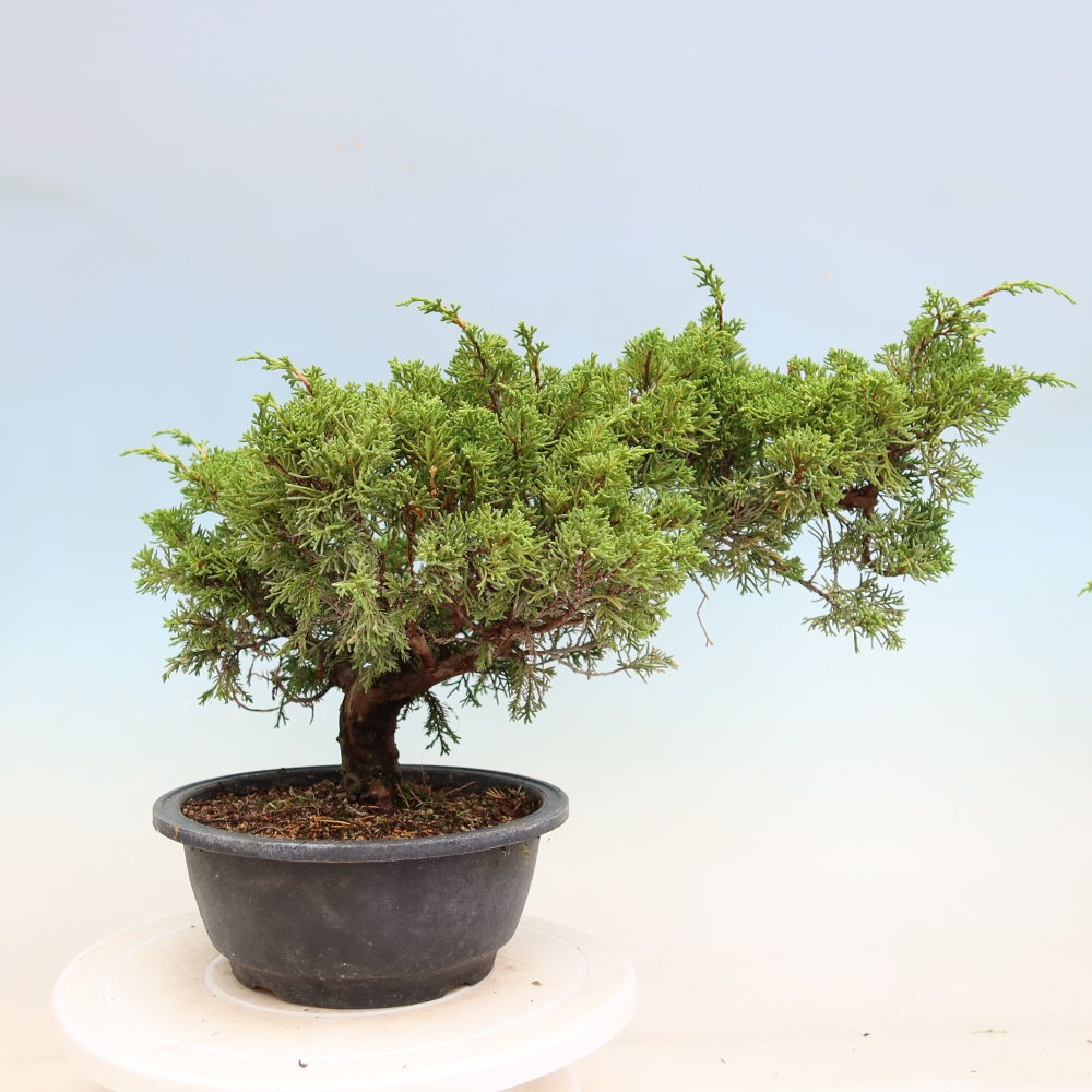 Venkovní bonsai - Juniperus chinensis Itoigawa-Jalovec čínský