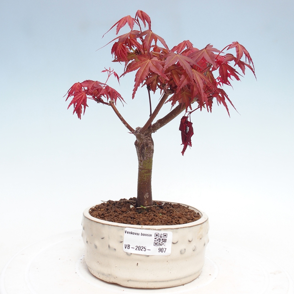 Venkovní bonsai - Javor dlanitolistý - Acer palmatum DESHOJO