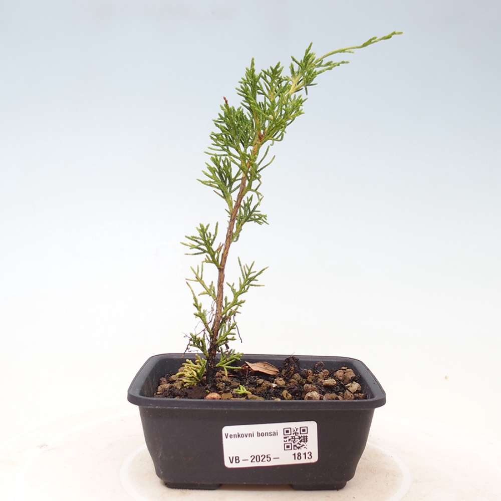 Venkovní bonsai - Juniperus chinensis Itoigawa -Jalovec čínský