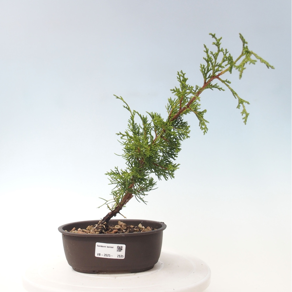 Venkovní bonsai - Juniperus chinensis Itoigawa -Jalovec čínský