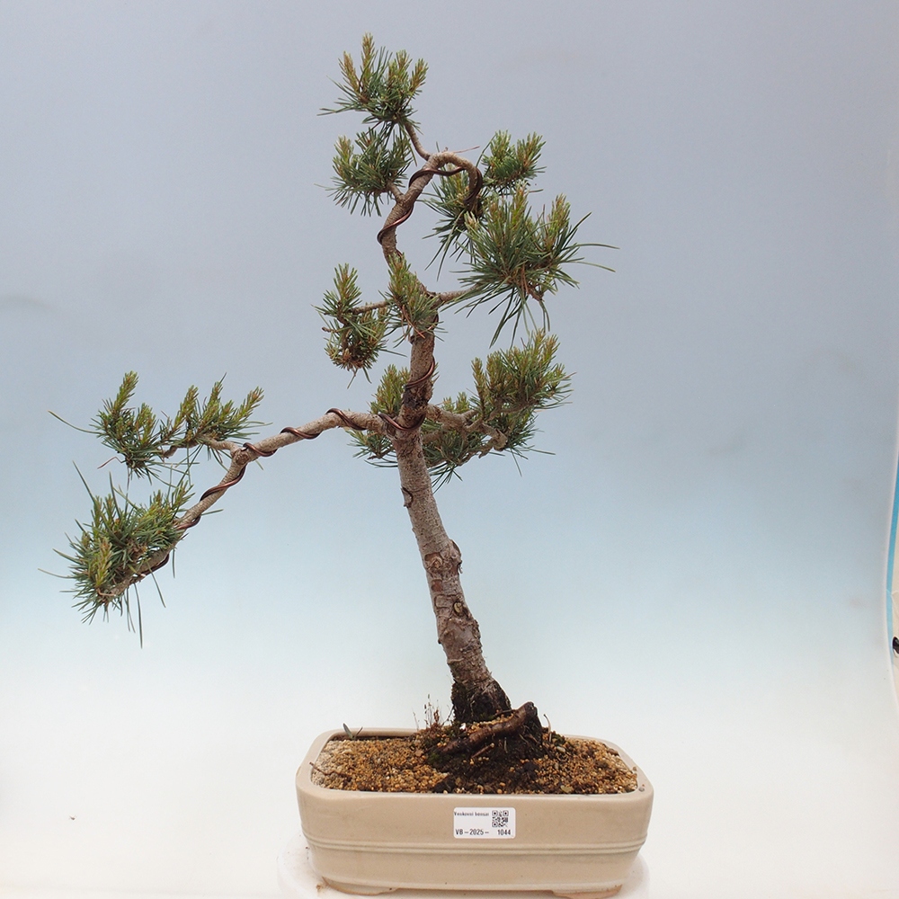 Venkovní bonsai - Pinus Sylvestris Watererri - Borovice lesní