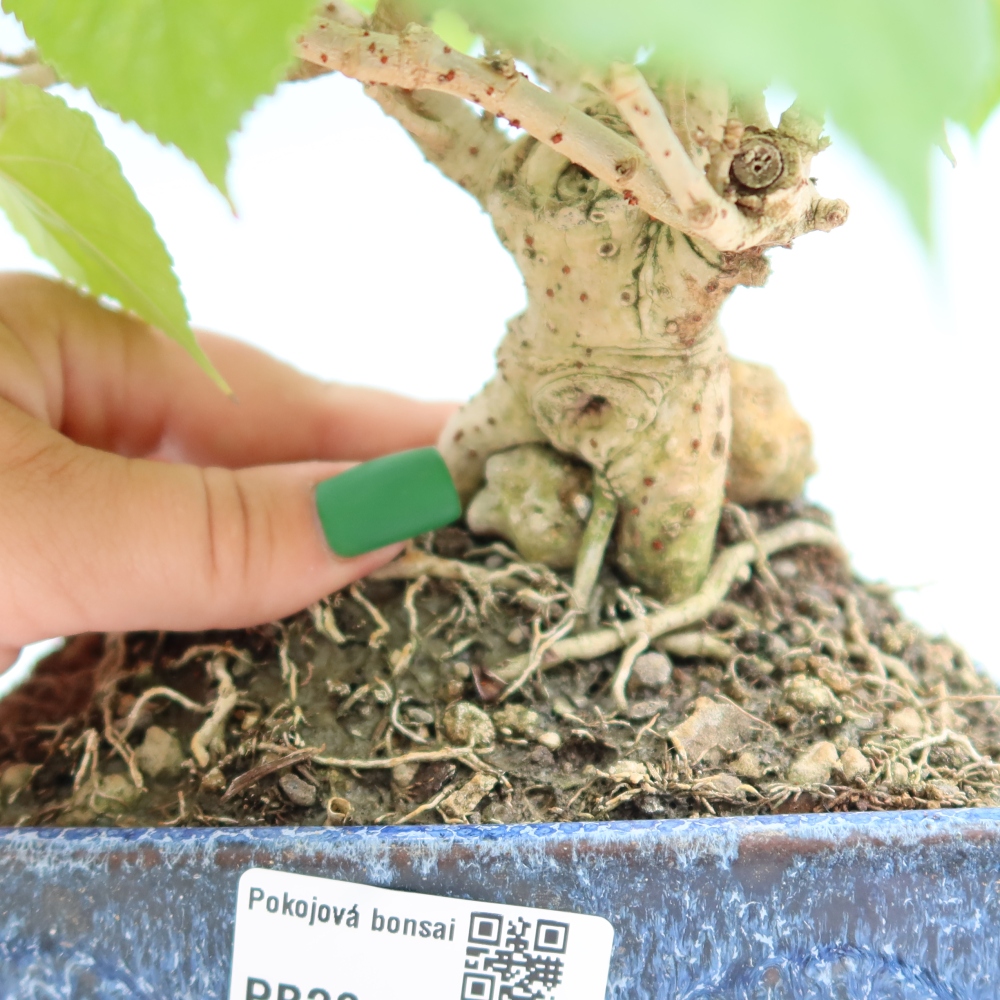 Pokojová bonsai - Hibiscus tiliaceus - Ibišek lípovitý, morský