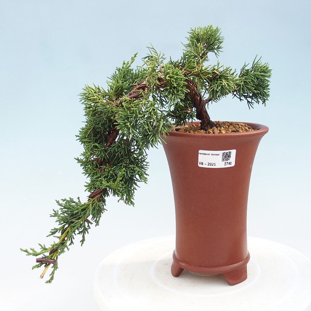 Venkovní bonsai - Juniperus chinensis Kishu -Jalovec čínský