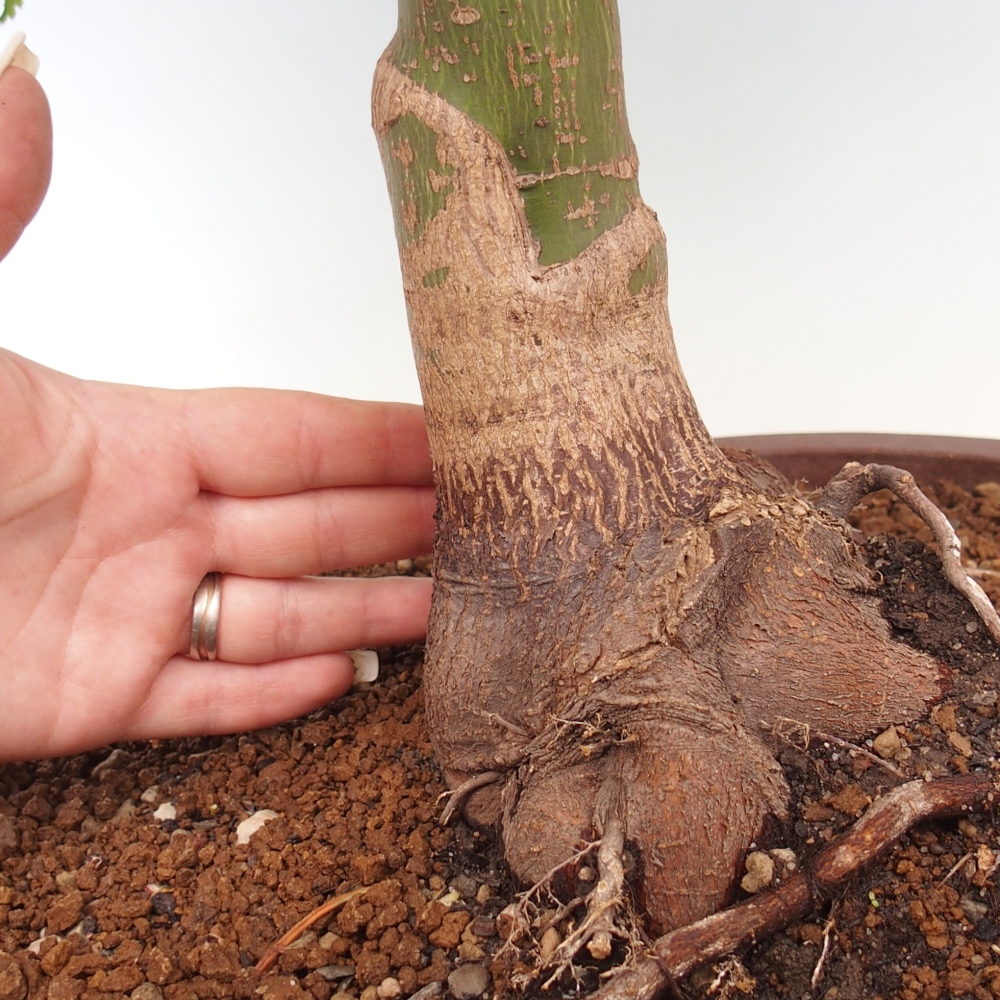 Venkovní bonsai -Javor dlanitolistý Acer palmatum Shishigashira
