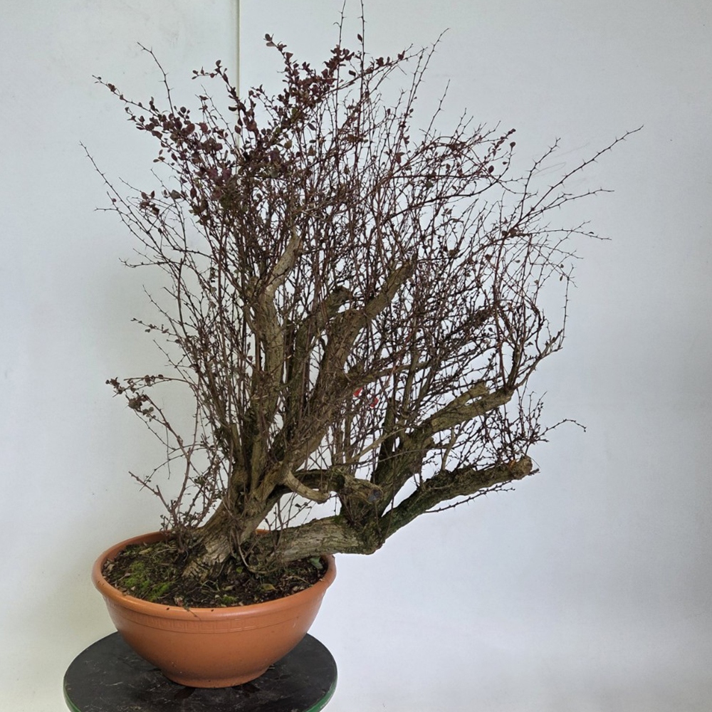 Venkovní bonsai - Dřišťál - Berberis thunbergii atropurpurea