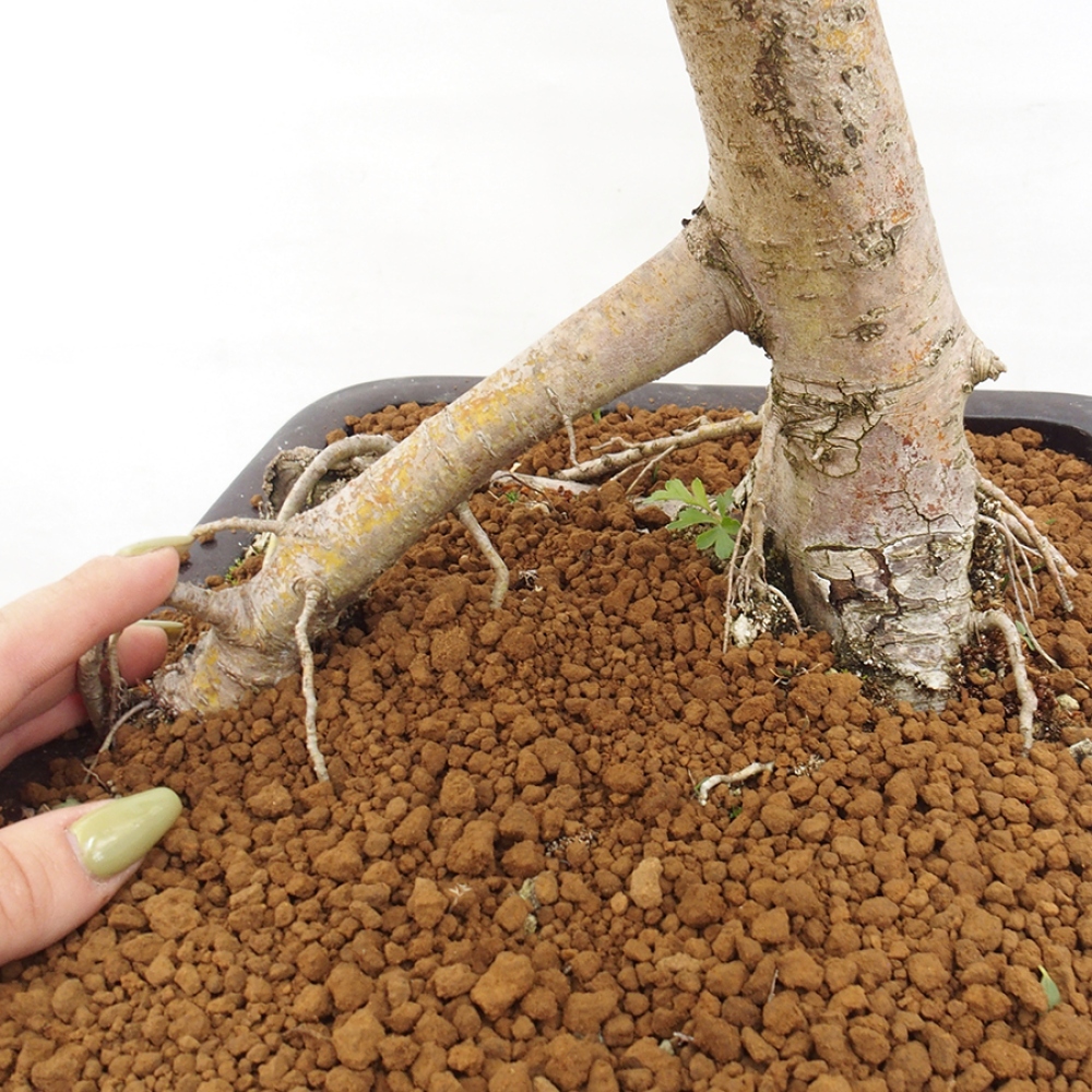 Venkovní bonsai - Hloh - Crataegus monogyna