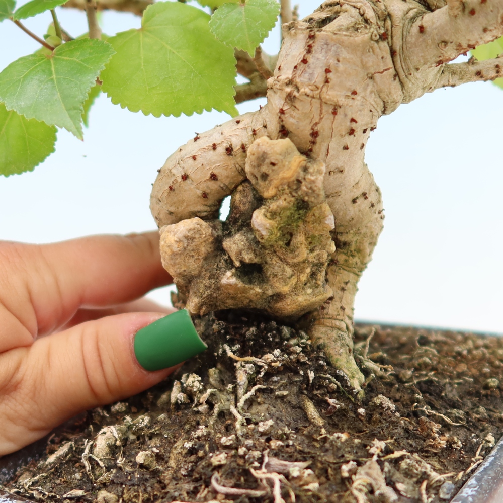 Pokojová bonsai - Hibiscus tiliaceus - Ibišek lípovitý, morský