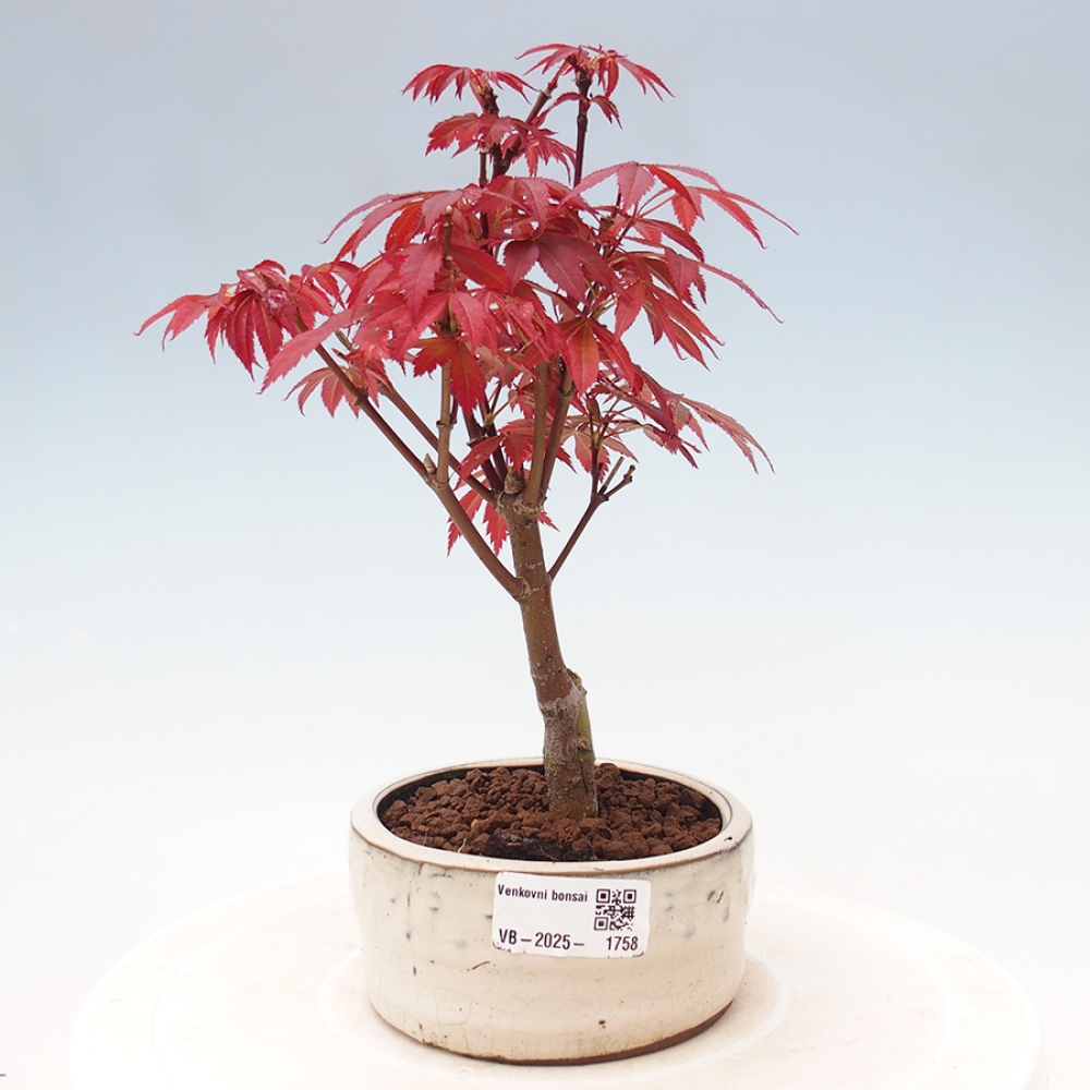 Venkovní bonsai - Acer palm. Atropurpureum-Javor dlanitolistý