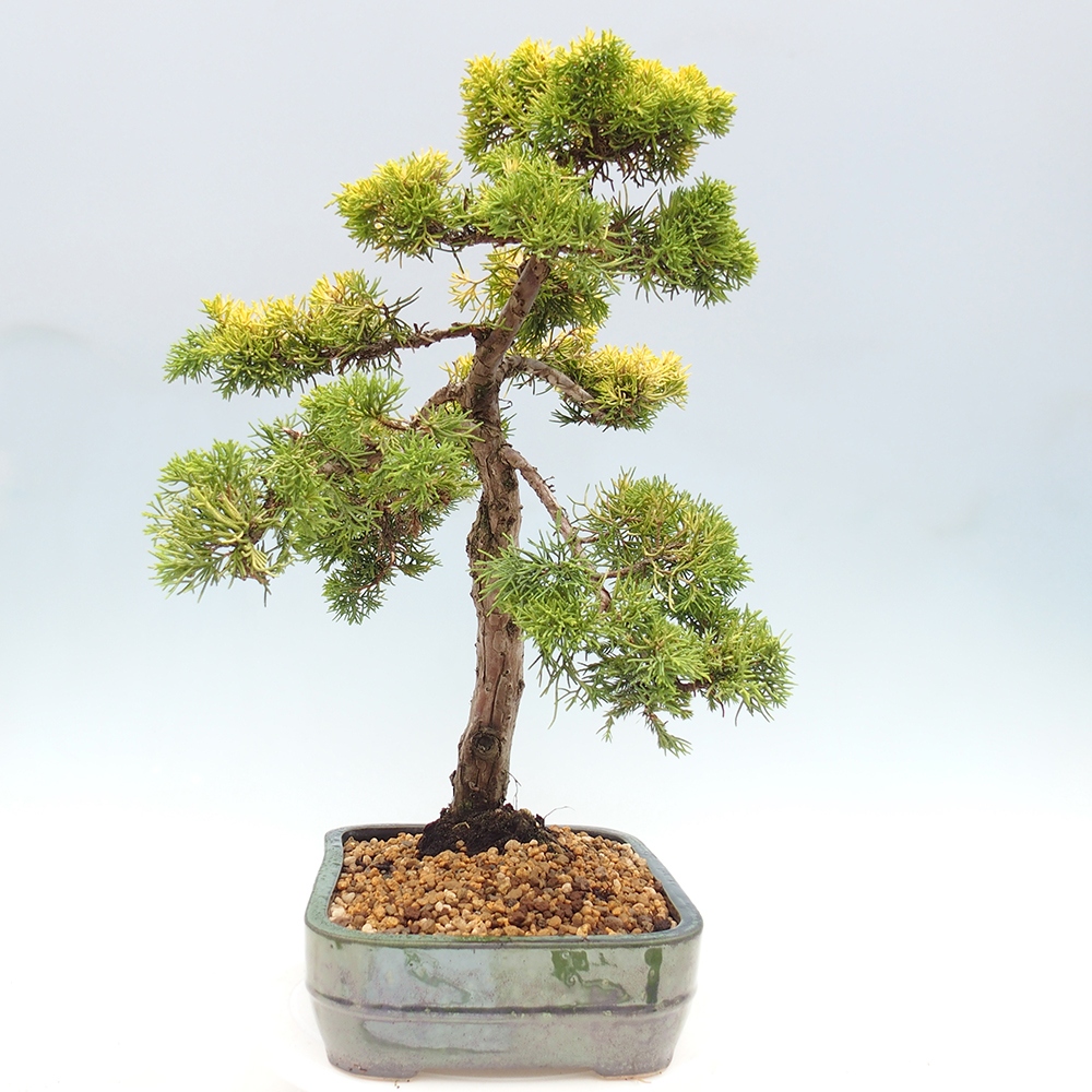 Venkovní bonsai - Juniperus chinensis plumosa aurea - Jalovec čínský zlatý