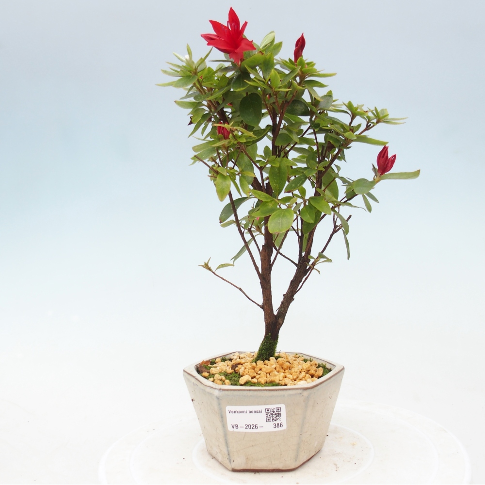 Venkovní bonsai - Japonská azalka - Azalea sp.