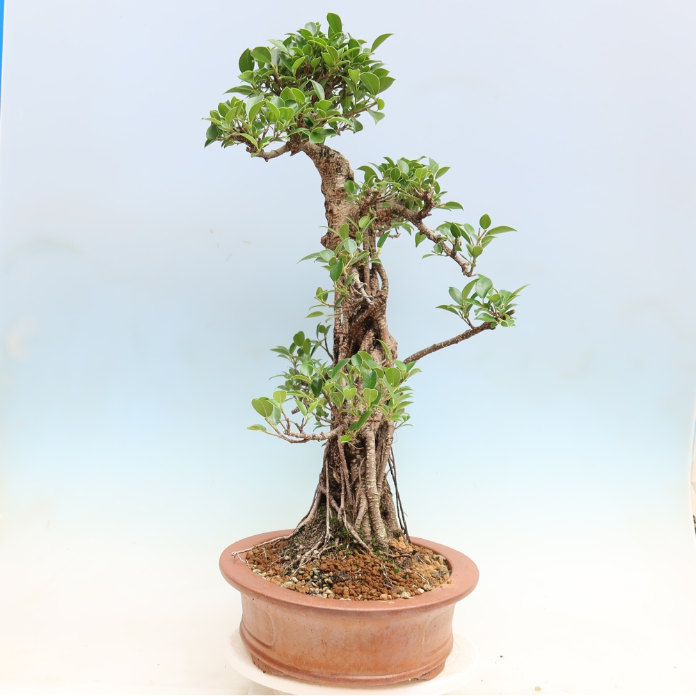 Pokojová bonsai - Ficus kimmen -  malolistý fíkus