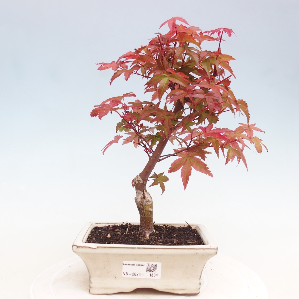 Venkovní bonsai - Javor dlanitolistý - Acer palmatum DESHOJO