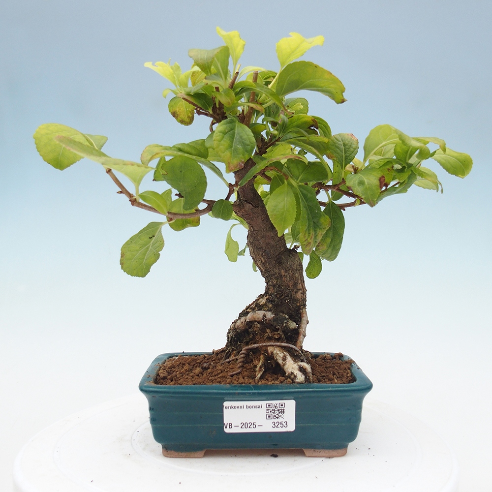 Venkovní bonsai - Celastrus  orbiculatus - Jesenec okrouhlolistý