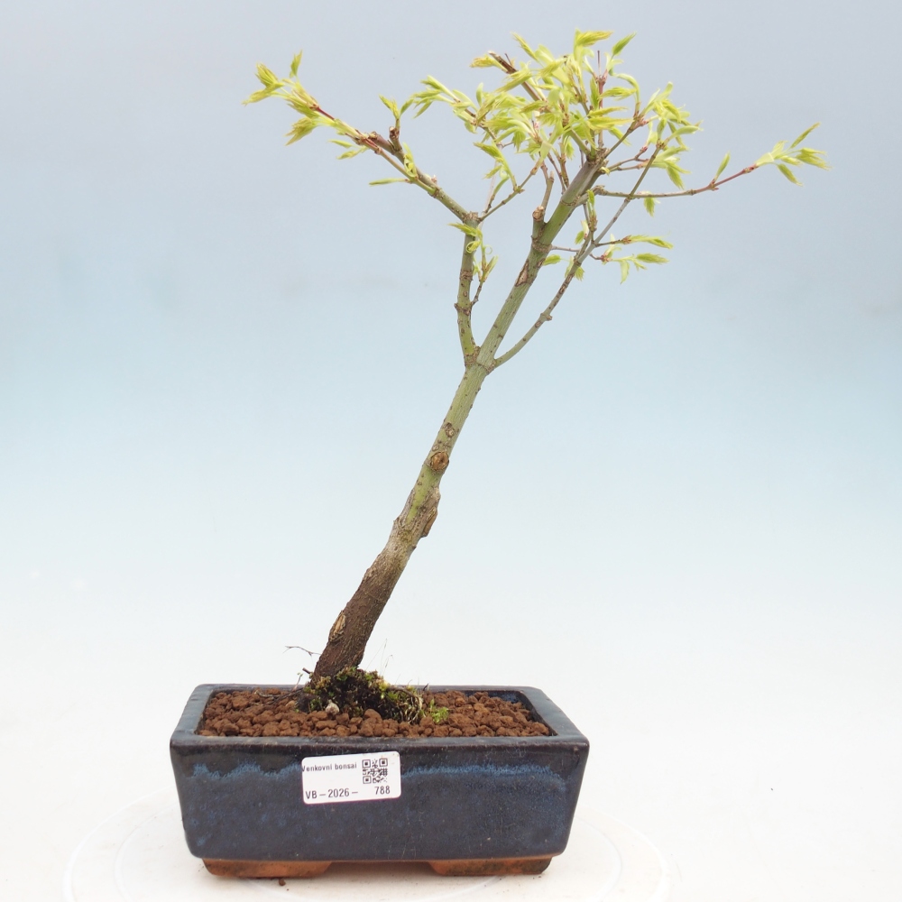 Acer palmatum Aureum - Javor dlanitolistý zlatý