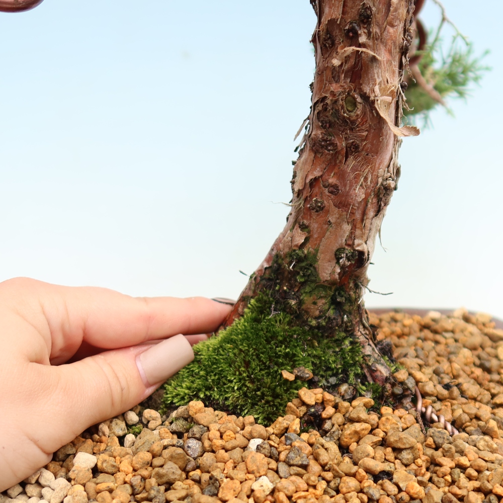 Venkovní bonsai - Juniperus chinensis Kishu -Jalovec čínský