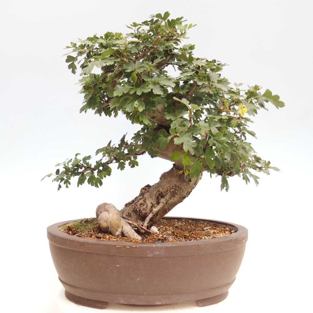 Venkovní bonsai - Hloh  růžový plnokvětý - Crataegus 