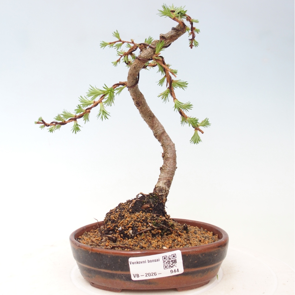 Venkovní bonsai - Larix Kaempferi - Modřín japonský