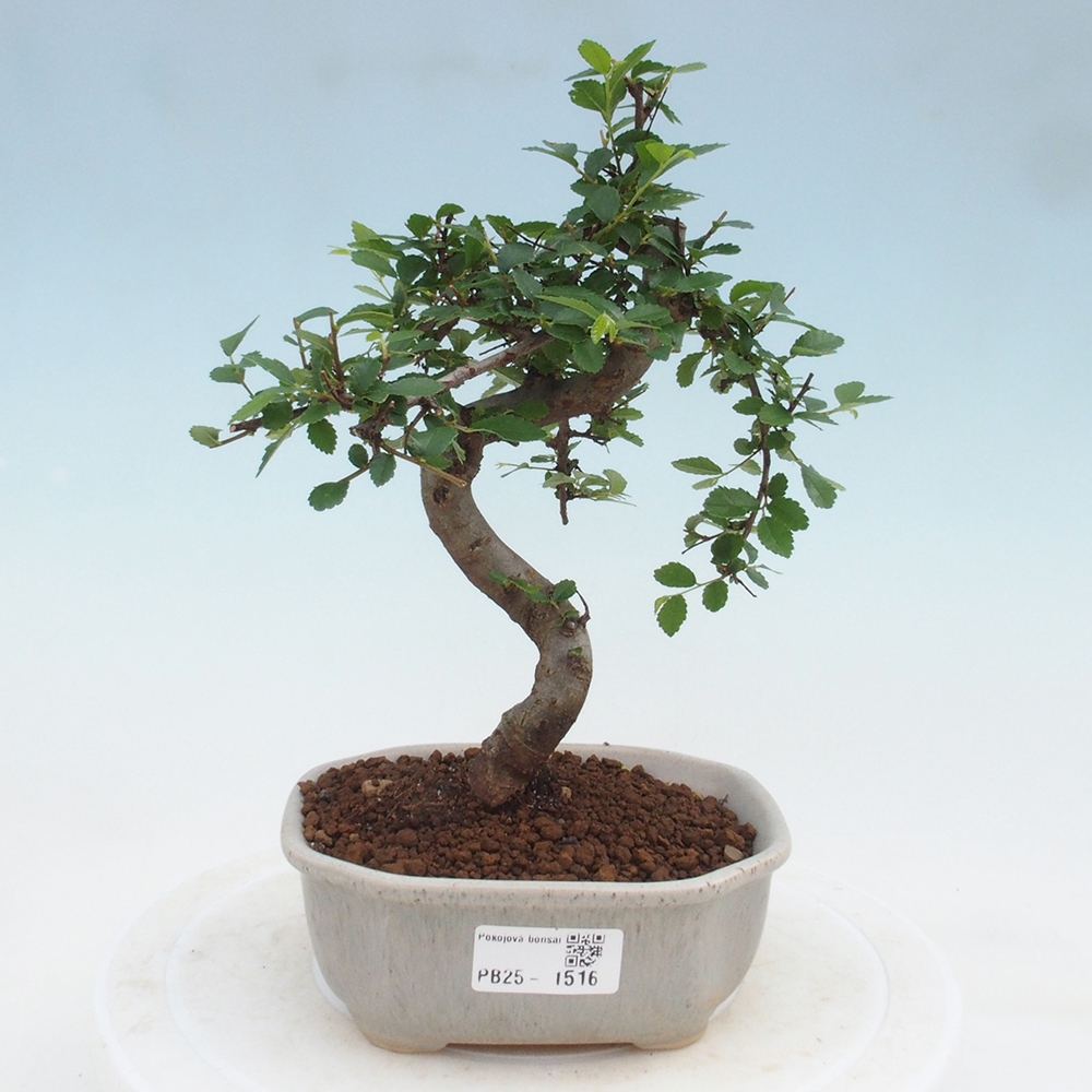 Pokojová bonsai-Malolistý jilm 