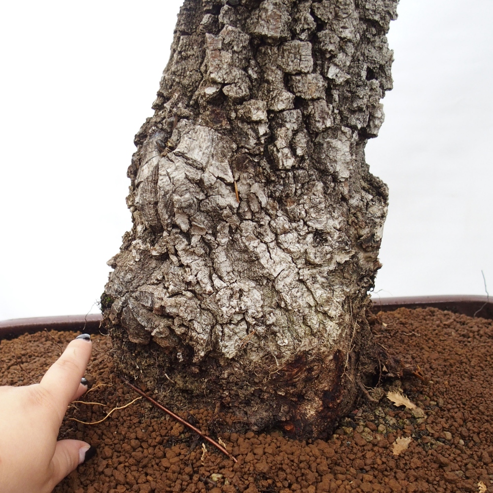 Yamadori - Quercus Ilex -Dub cesmínovitý