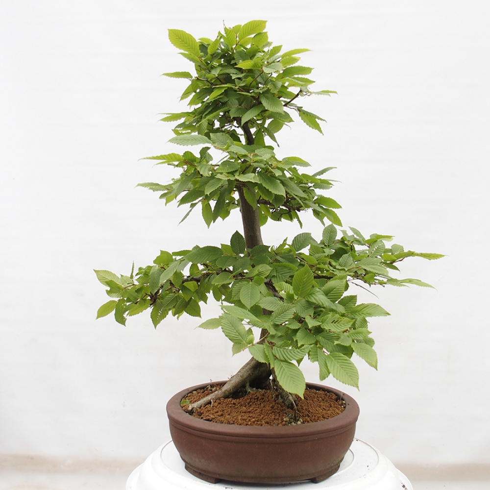 Venkovní bonsai - Habr obecný - Carpinus betulus