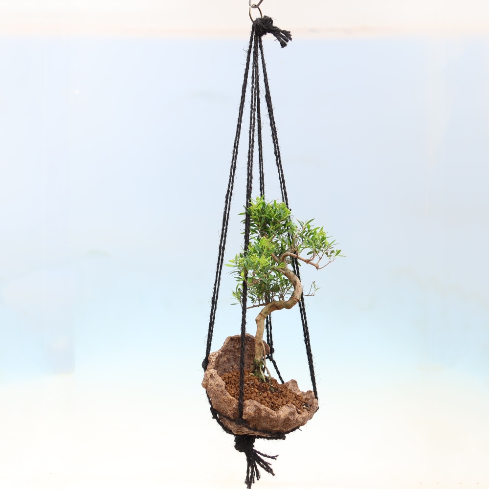 Kokedama v keramice -Syzygium - Pimentovník