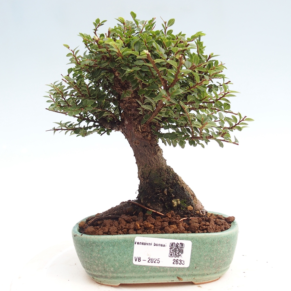 Venkovní bonsai - Ulmus parvifolia Hokkaido - jilm Čínský