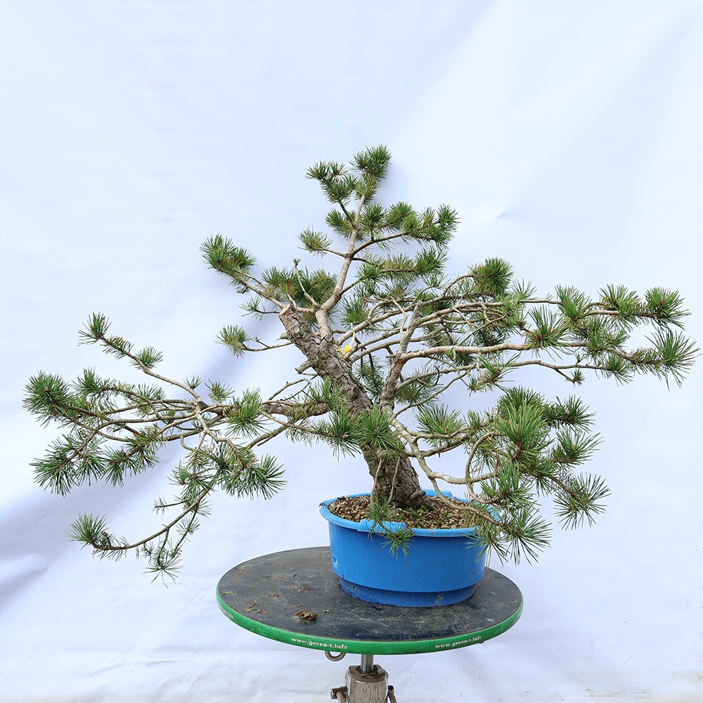Pinus sylvestris Španělsko - borovice lesní