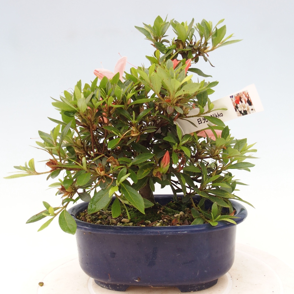Venkovní bonsai - Japonská azalka - Azalea Nikko