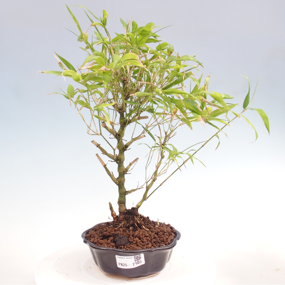 Pokojová bonsai - Bambus budha-Bambus budhovo břicho