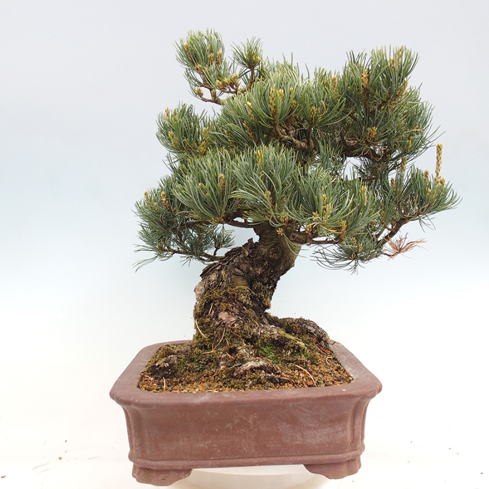 Venkovní bonsai - Pinus parviflora - Borovice drobnokvětá