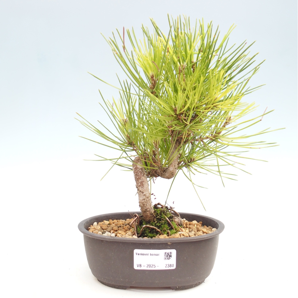 Venkovní bonsai - Pinus thunbergii - Borovice thunbergova