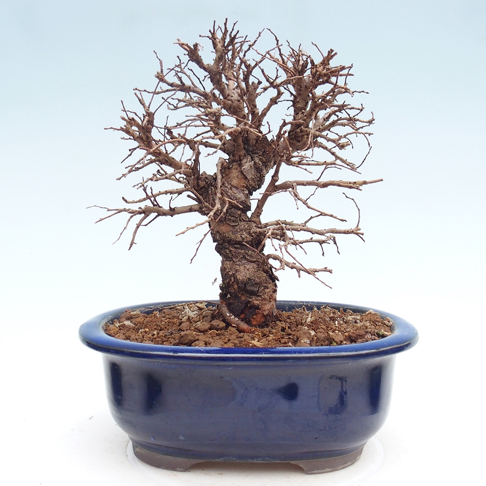 Venkovní bonsai - Zelkova - Zelkova NIRE